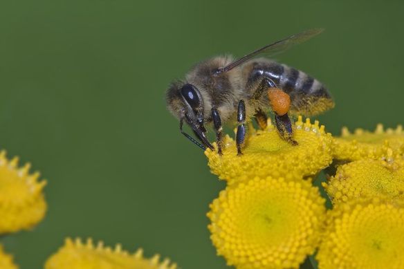 800px-Apis_mellifera_Western_honey_bee close-up photograph of honeybee on yellow flower